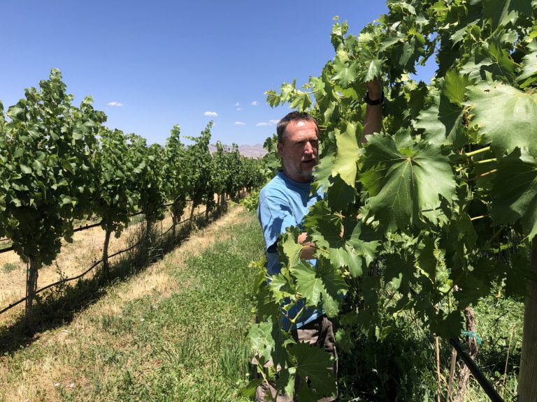 A candid photo of Horst Caspari, viticulture professor at CSU’s Western Colorado Research Center, inspecting grape vines in a Western Slope vineyard.